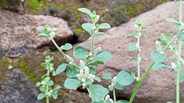 Upas-upasan grass (Aerva Lanata) is a herbal medicinal plant from the Amaranthaceae family. The photochemical content of this plant includes alkaloids, flavonoids, methyl grevillate, lupeol.