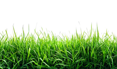 Obraz premium Lush Green Grass Texture in Bright Natural Isolate on White Background
