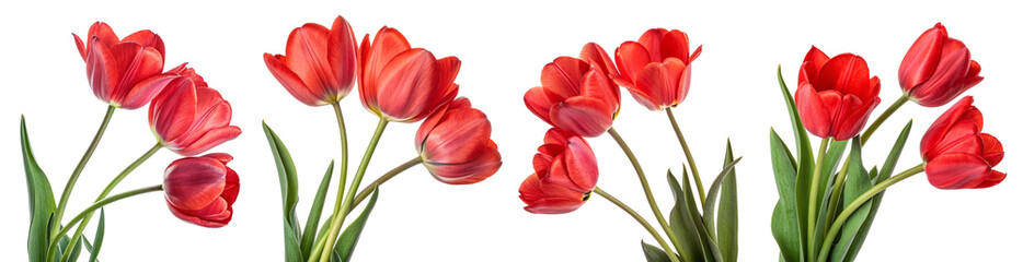 Fototapeta premium Red tulips on a gray background