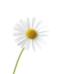 A single delicate chamomile stem, blossoms intact, isolated on pure white, blossom, daisy, green