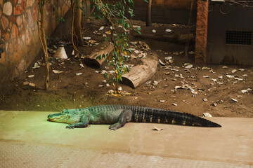 A large alligator rests on the ground in a zoo enclosure, surrounded by logs and dry leaves. The reptile's dark, textured scales contrast with the earthy tones of the habitat, creating a natural scene