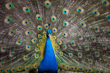 A stunning peacock displays its iridescent feathers in full splendor. Its vibrant blue body...