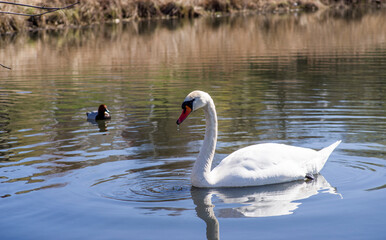 swans and ducks swim on the river on a sunny spring day