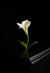 Solitary white lily, curved stem, rests atop dark coffin Dim lighting, funeral, flower, rest