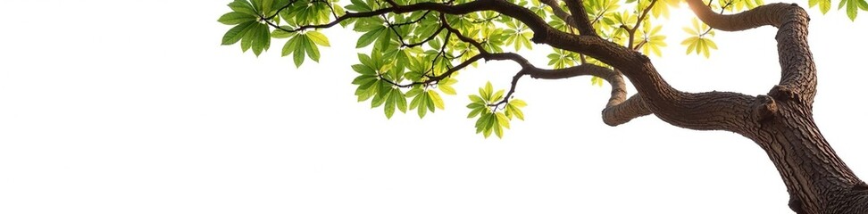 Twisted tree branches stretching out on a crisp white background, bark, nature, wooden