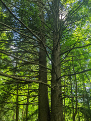 Fototapeta premium Sunlight filters through dense green foliage and branches of tall trees, creating a serene and peaceful forest scene, evoking feelings of tranquility and connection to nature’s beauty.