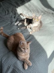 Cats On A Bed