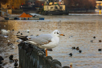 seagull on the pier