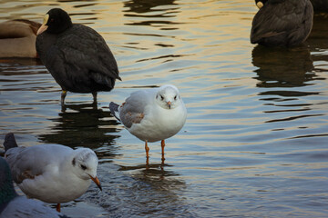 seagull on the water