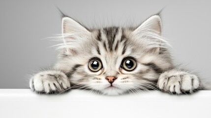 Adorable Kitten Peeking Over Edge