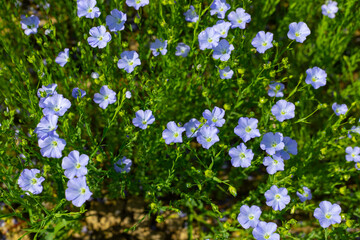 The field of blooming flax in summer