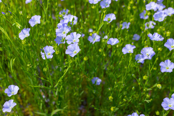 The field of blooming flax in summer
