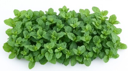 Naklejka premium Fresh Green Mint Plant Growing in a Garden for Culinary Use