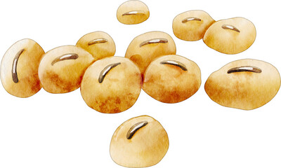 watercolor soybean