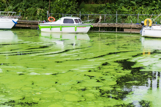Antrim, Northern Ireland - August 3rd 2024: Small pleasure craft in the river at the mouth of Lough Neagh surrounded by Blue Green algae blooms raising serious water quality concerns.