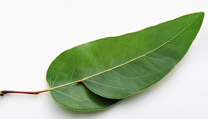 Obraz premium eucalyptus leaves isolated on white on white background