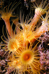 Yellow Encrusting Sea Anemone, Parazoanthus axinellae, Cabo Cope Puntas del Canegre Natural Park,...