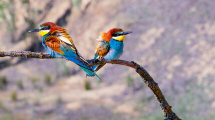 Bee-eater, Merops apiaster, Mediterranean Forest, Castilla y Leon, Spain, Europe