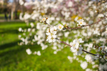 Spring blossom. Branches of a flowering tree.