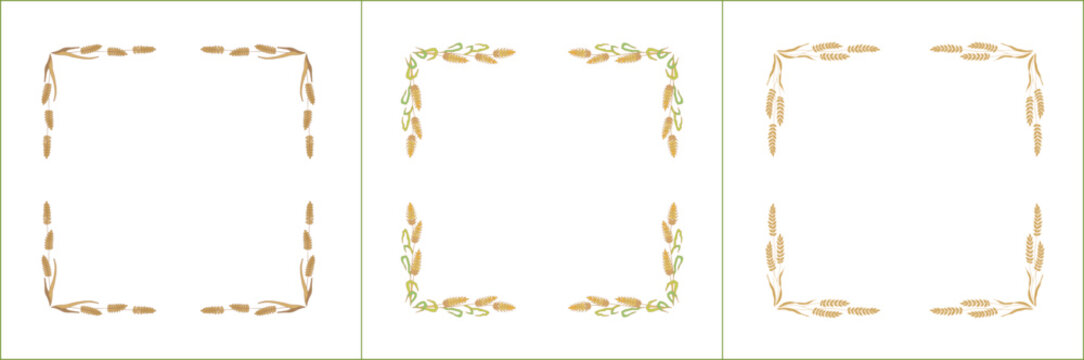 Set of three elegant green and yellow ornamental frame with cereal spikelets, wheat ears, cereal seeds, decorative border. Isolated vector illustration.	
