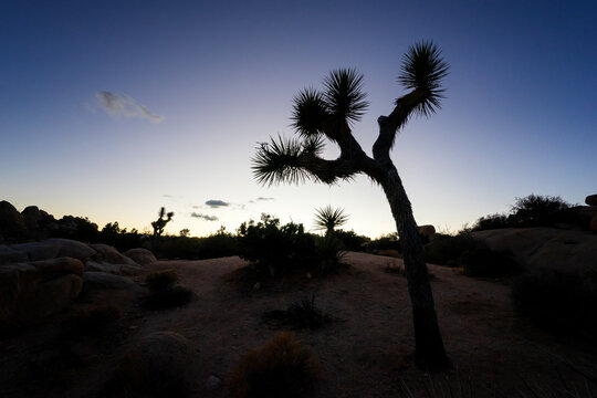A curved Joshua tree standing with sunset in the background, in Joshua Tree National Park.