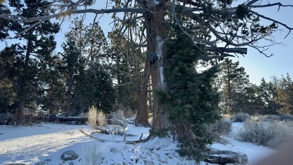 snow blankets a quiet mountain trail at sunrise with soft light casting long shadows through pine trees fresh footprints mark the path in a peaceful frosty wilderness surrounded by still silence