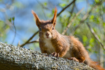 curious cute red squirrel is sitting on a tree branch close-up