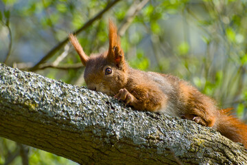 curious cute red squirrel is sitting on a tree branch close-up