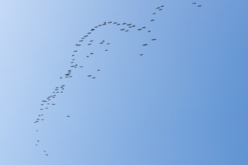 a wedge of cranes flying from the south