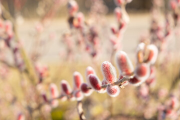 Spring bloomitg on the trees