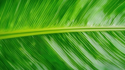 Obraz premium Detailed Close-Up Shot of a Vibrant Green Banana Leaf with Intricate Leaf Structure