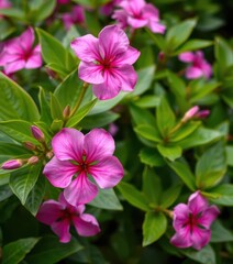 Vibrant pink Adenium obesum blossoms contrast sharply against lush green foliage, nature photography, outdoors