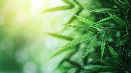 Serene Bamboo Grove: A Tranquil Escape into Nature's Embrace