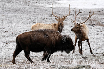Snow Bison & Elk