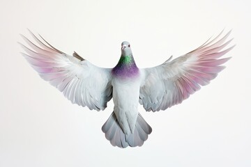 Fototapeta premium Majestic Bird in Flight with Colorful Plumage Against a Soft Background