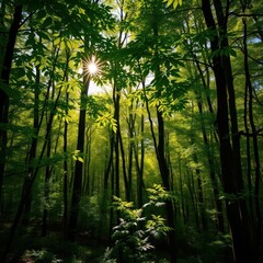 Serene forest, sunlight dappling through leaves, vibrant greens transitioning to soft yellows, transition, soft, color gradient