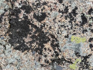 intricate lichen texture on weathered rock with orange and gray hues, perfect for background,...