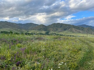 rolling green hills with wildflowers under dramatic sky. tranquil mountain landscape for nature background and travel blogs

