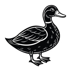 duck isolated on white background