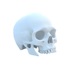 Human skull isolated white background