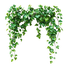 Lush Green Ivy Vines  Perfect for Nature-Inspired Designs