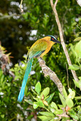 Blue-crowned motmot perched on a branch in a tropical forest. Known for its vibrant colors and distinctive tail,