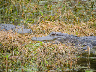 2 american alligators laying in the marsh