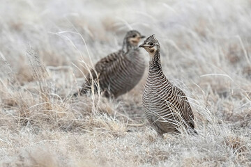 Lesser Prairie Chicken - hens - Kansas