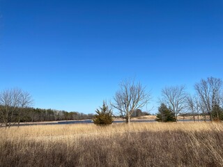 landscape with trees