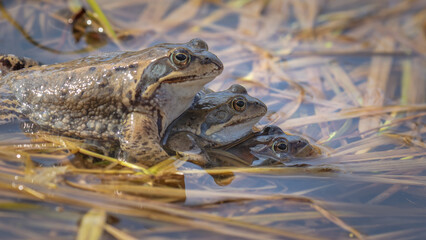 Two's company, three's a crowd