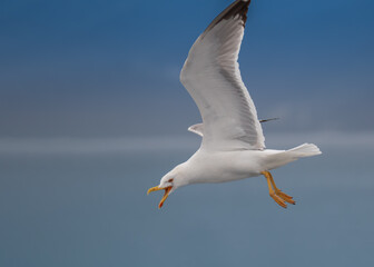 Yellow-legged gull - Larus michahellis