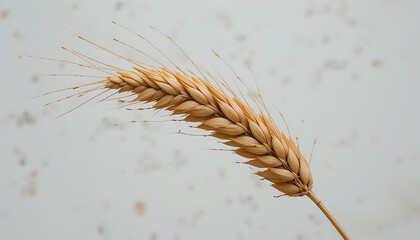 A summer wheat stalk with golden grains, isolated on white, rustic and warm, detailed texture