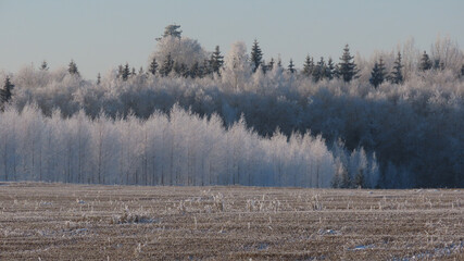 A field with a forest in the background on a cold frosty winter morning