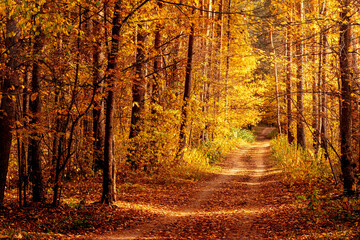 Road in the autumn forest. Autumn forest landscape.